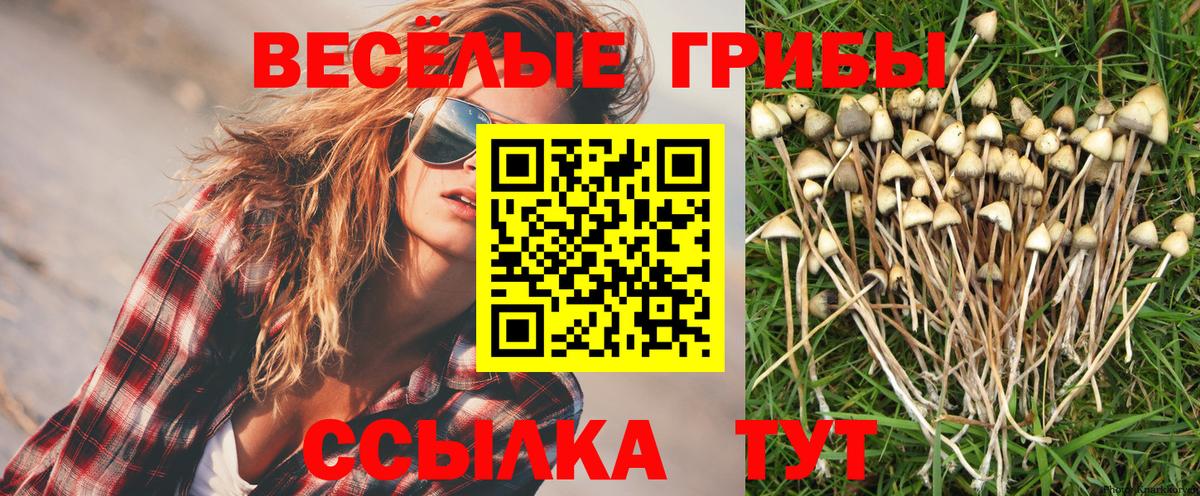 Галлюциногенные грибы прущие грибы  Галлюциногенные грибы MAGIC MUSHROOMS  Вязники  Вход с VPN 